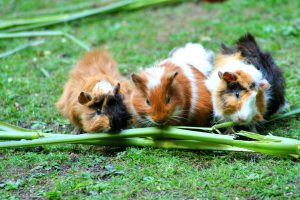 Small animals such as guinea pigs are commonly found to be hoarded 